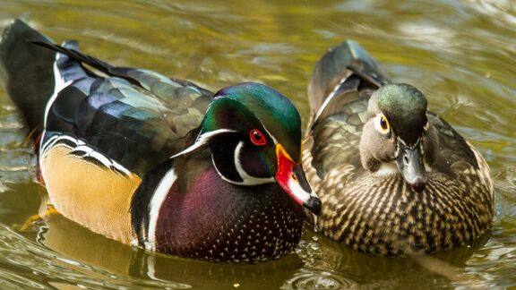Puzzlopedia | Puzzle Wood duck