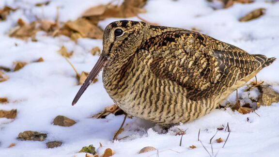 Puzzlopedia | Puzzle Woodcock