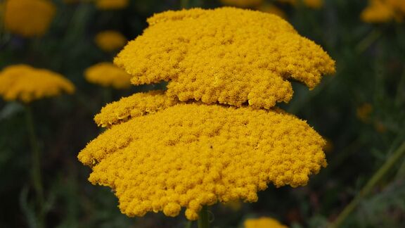Puzzlopedia | Puzzle Yarrow