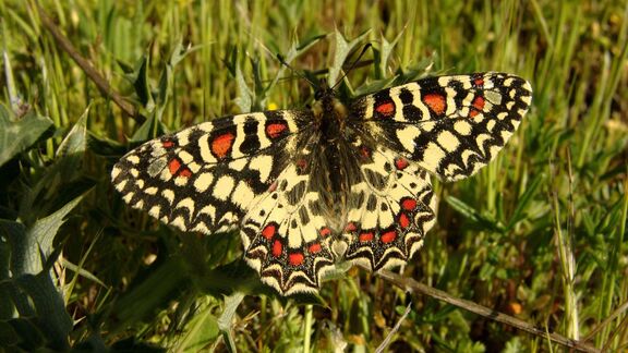 Puzzlopedia | Series Europe